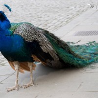 Peacock